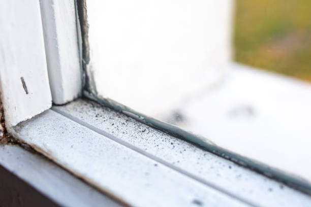 Best Real Estate Mold Inspection  in Jenkintown, PA