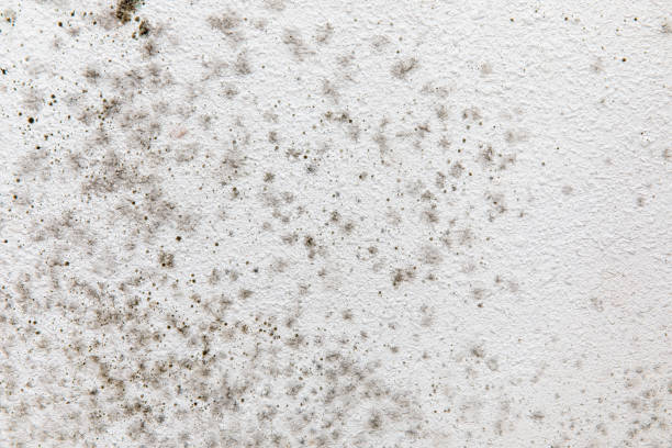 Best Mold Documentation for Insurance Claims  in Jenkintown, PA